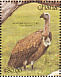 White-backed Vulture  Gyps africanus