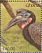 Abyssinian Ground Hornbill Bucorvus abyssinicus