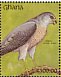 Shikra  Accipiter badius