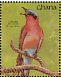 Southern Carmine Bee-eater Merops nubicoides