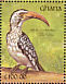 Northern Red-billed Hornbill Tockus erythrorhynchus