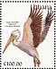 Pink-backed Pelican  Pelecanus rufescens