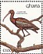 Glossy Ibis Plegadis falcinellus  1991 The birds of Ghana Sheet