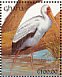 Yellow-billed Stork Mycteria ibis  1991 The birds of Ghana Sheet