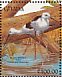 Black-winged Stilt Himantopus himantopus  1991 The birds of Ghana Sheet