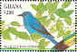 Blue Cuckooshrike Cyanograucalus azureus