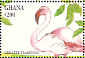 Greater Flamingo  Phoenicopterus roseus