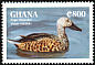 Cape Shoveler Spatula smithii  1995 Ducks of Africa 