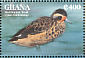 Blue-billed Teal Spatula hottentota