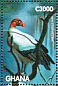 King Vulture Sarcoramphus papa  1996 Rainforest wildlife  MS MS