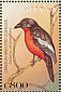 Crimson-breasted Shrike Laniarius atrococcineus