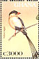 Shaft-tailed Whydah Vidua regia  1997 Birds of Africa  MS MS