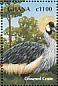 Grey Crowned Crane Balearica regulorum