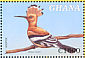 Eurasian Hoopoe Upupa epops  2000 Fauna and flora of Africa Sheet