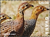 Coqui Francolin Campocolinus coqui