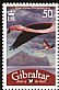 Greater Flamingo Phoenicopterus roseus  2008 Bird definitives 