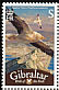 Egyptian Vulture Neophron percnopterus  2008 Bird definitives 