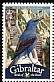 Blue Rock Thrush Monticola solitarius  2008 Bird definitives 