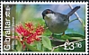 Sardinian Warbler Curruca melanocephala