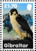 Peregrine Falcon Falco peregrinus