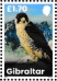 Peregrine Falcon Falco peregrinus