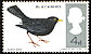 Common Blackbird Turdus merula