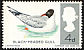 Black-headed Gull Chroicocephalus ridibundus  1966 British birds 