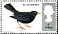 Common Blackbird Turdus merula