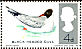 Black-headed Gull Chroicocephalus ridibundus  1966 British birds pho