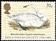 Tundra Swan Cygnus columbianus