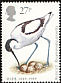 Pied Avocet Recurvirostra avosetta  1989 RSPB 