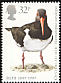 Eurasian Oystercatcher Haematopus ostralegus