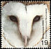 Western Barn Owl Tyto alba