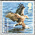 White-tailed Eagle Haliaeetus albicilla