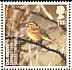 Cirl Bunting Emberiza cirlus