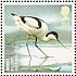 Pied Avocet Recurvirostra avosetta  2007 Endangered birds 