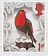 European Robin Erithacus rubecula  2016 50 years of christmas stamps 10x2v sheet, sa