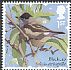 Eurasian Blackcap Sylvia atricapilla  2017 Songbirds 