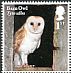 Western Barn Owl Tyto alba