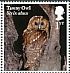 Tawny Owl Strix aluco