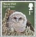 Tawny Owl Strix aluco