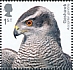 Eurasian Goshawk Accipiter gentilis