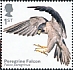 Peregrine Falcon Falco peregrinus