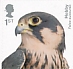 Eurasian Hobby Falco subbuteo