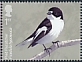 European Pied Flycatcher Ficedula hypoleuca