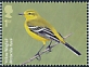 Western Yellow Wagtail Motacilla flava