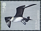 Parasitic Jaeger Stercorarius parasiticus  2022 Migratory birds 