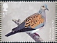 European Turtle Dove Streptopelia turtur  2022 Migratory birds 