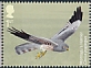 Montagu's Harrier Circus pygargus