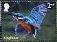 Common Kingfisher Alcedo atthis